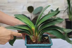 拯救这种烂根烂心的君子兰，什么方法都不如这招高效快速