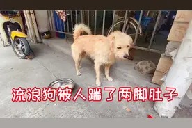流浪狗偷偷和小区母狗交配，狗主人发现后，用棍子打伤流浪狗视频封面