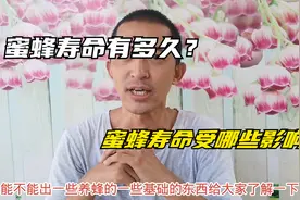 一只蜜蜂能活多久?它的寿命受哪些影响？让师傅给你详细解说吧