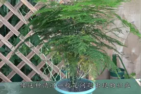 文竹经常出现这种黄叶怎么办？别着急用好这粒胶囊让它叶片绿油油