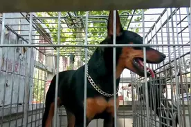 最适合楼房养的宠物狗，吃得少好打理，绰号“彻地鼠”，这是啥狗