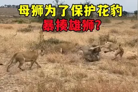 三母狮暴揍两雄狮！原因竟是因为要保护花豹？视频封面