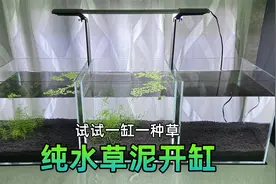 水草泥开缸，试试三个鱼缸能种出多少水草，梦想致富第一天视频封面