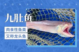 浙江沿海主要的渔获物龙头鱼——九肚鱼