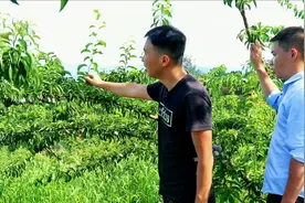 李树控旺很关键，掌握好方法后可以提高坐果率，产量倍增。视频封面