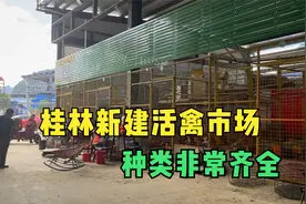 广西桂林最大活禽批发市场之一，鸡鸭羊样样有，很多人不知道在哪视频封面