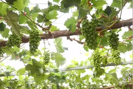 葡萄苗木在选择过程中，是选嫁接苗好还是扦插苗好？一起来聊一聊视频封面