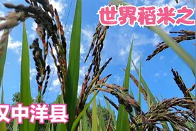 揭秘世界稻米之王—黑米的原产地，汉中洋县视频封面
