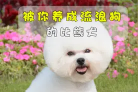 比熊好看又好养，你却把它养成了流浪狗视频封面