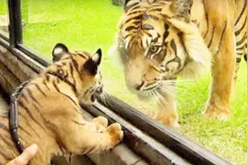 被人抚养长大的小老虎，第一次见到妈妈会怎样？看完令人感动