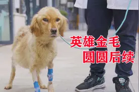 救人一命，英雄金毛，圆圆后续视频封面