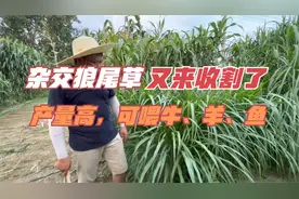牛羊、鱼的高产青饲料，杂交狼尾草，产量大，20多天就得割一茬视频封面