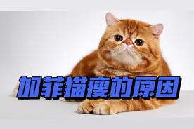 加菲猫瘦的原因，4种情况分析视频封面