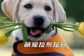 那么聪明的狗狗你见过吗？狗狗的想法让你大吃一惊