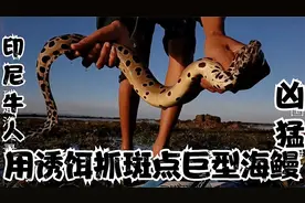 印尼赶海高手，用特制工具抓斑点海鳗鱼，让大家见识一下视频封面