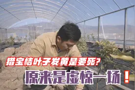 大棚的猎宝桔叶子发黄是啥情况？阿丰请教老师，原来是虚惊一场！视频封面