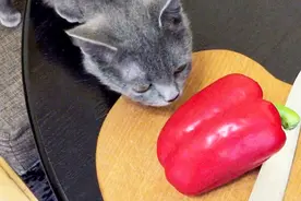 当铲屎官递给猫一根辣椒，下一秒憋住别笑，镜头拍下全过程！视频封面