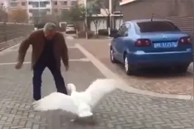 “姜还是老得辣”，嚣张大鹅袭击大爷，结果直接被“打哭”！视频封面