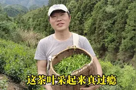 高山茶园一片郁郁葱葱，这茶叶采起来真过瘾，中午伙食有点差视频封面