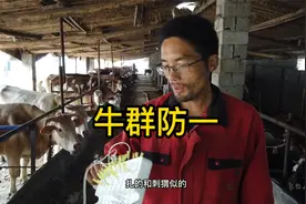 90多头牛全部打完，打“口蹄疫”注意事项，养牛知识分享！视频封面