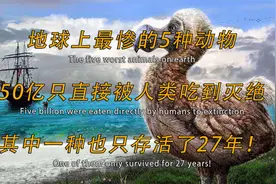 地球上最惨的5种动物，50亿只都被人类吃到灭绝，有种只存活27年视频封面
