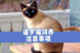 暹罗猫饲养注意事项，作为合格铲屎官，应该做好这6点