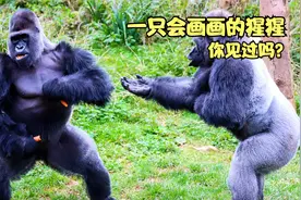 一只会画画的猩猩《独一无二的伊万》视频封面