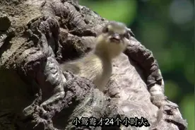 太温馨了：鸳鸯妈妈带着小鸳鸯从树巢中一只跟一只的落到地面视频封面