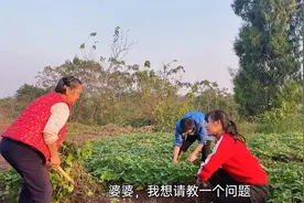 怀孕补身体该吃母鸡还是公鸡，圆子拿不定主意，听听婆婆怎么说？视频封面