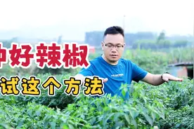 种好辣椒，试试这个施肥方案“快省利”，省工省力效果好！视频封面