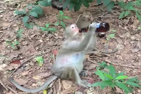 猴子竟喝了一整瓶酒，接下来憋住别笑，视频记录搞笑一幕视频封面