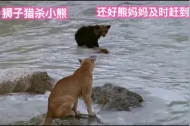 美洲狮猎杀落单的小熊，幸好熊妈妈及时赶到视频封面