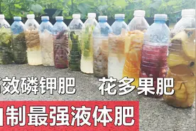 自制最强有机液体肥, 高磷钾肥, 花多果肥, 省下买肥钱视频封面