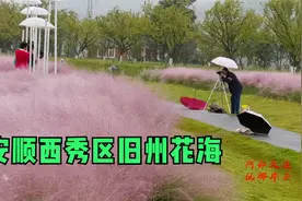 去安顺西秀区旧州古镇看粉黛乱子草花海，雨中的花海很漂亮视频封面