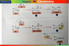 22 醇 胺亲核加成反应 常荣学简单有机化学
