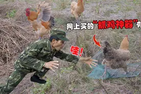 网上月销量上万的“抓鸡神器”真的有用吗？能对付田里“野鸡”吗视频封面