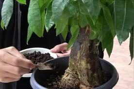 用1种“肥料”，给发财树吃1勺，枝繁叶茂视频封面
