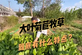 这个大叶菊苣牧草，叶量大，一次种植8年采收，喂猪、家禽都不错视频封面