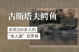 古斯塔夫鳄鱼——杀死300多人的“食人魔”尼罗鳄视频封面