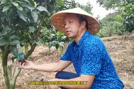 【杀虫小妙招】教你自制糖醋液，诱虫杀虫效果好