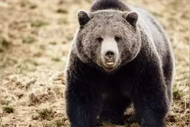 四川：黑熊袭击村民3人不幸身亡，民警山上搜救与黑熊正面交锋