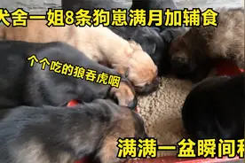 犬舍一姐8条狗崽满月加辅食，满满一盆狗粮瞬间秒完，太能吃了！