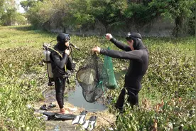 长满浓密水葫芦的老鱼塘，两人结伴潜下水抓鱼，收获意外了视频封面