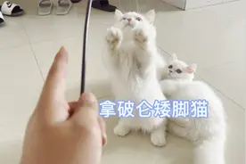 拿破仑矮脚猫是啥品种，啥样的拿破仑矮脚猫市场价值高？视频封面