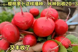 楼顶种菜：樱桃萝卜这样播种长得快，从种到收只需20天，实战经验视频封面