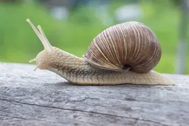 蜗牛是如何繁殖的？小蜗牛的妈妈也是别人的爸爸，雌雄同体？视频封面