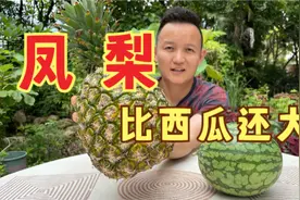比西瓜还大的西瓜凤梨，一口爆汁儿！视频封面