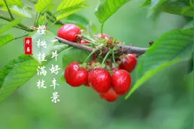 运城市绛县：樱桃挂满枝，一片好“丰”景视频封面