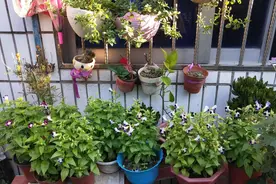 花盆里一定要放两枚硬币，花农这一招真有效，茂盛的不得了