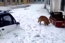 寿阳遇冰雹极端天气，道路被冰雹覆盖厚度达30厘米，当地受灾严重视频封面